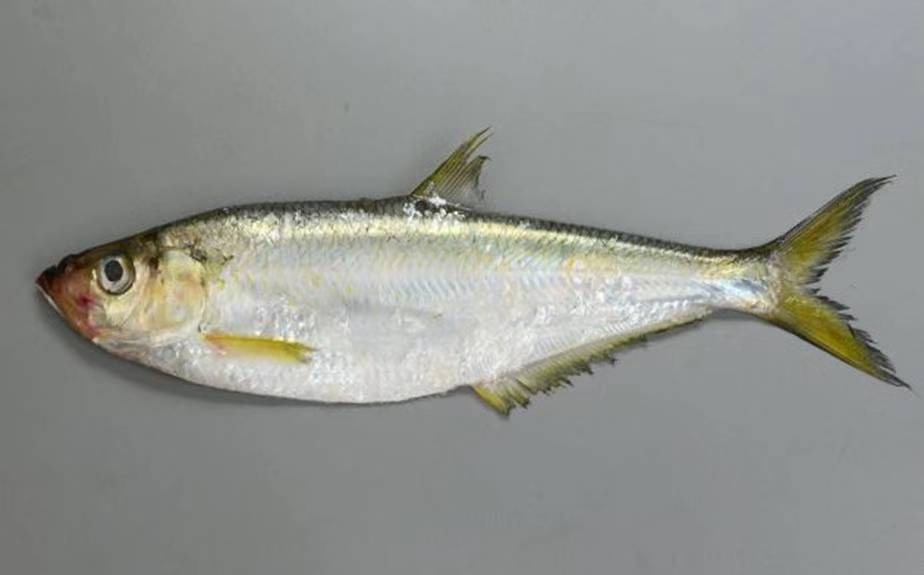 鳓魚