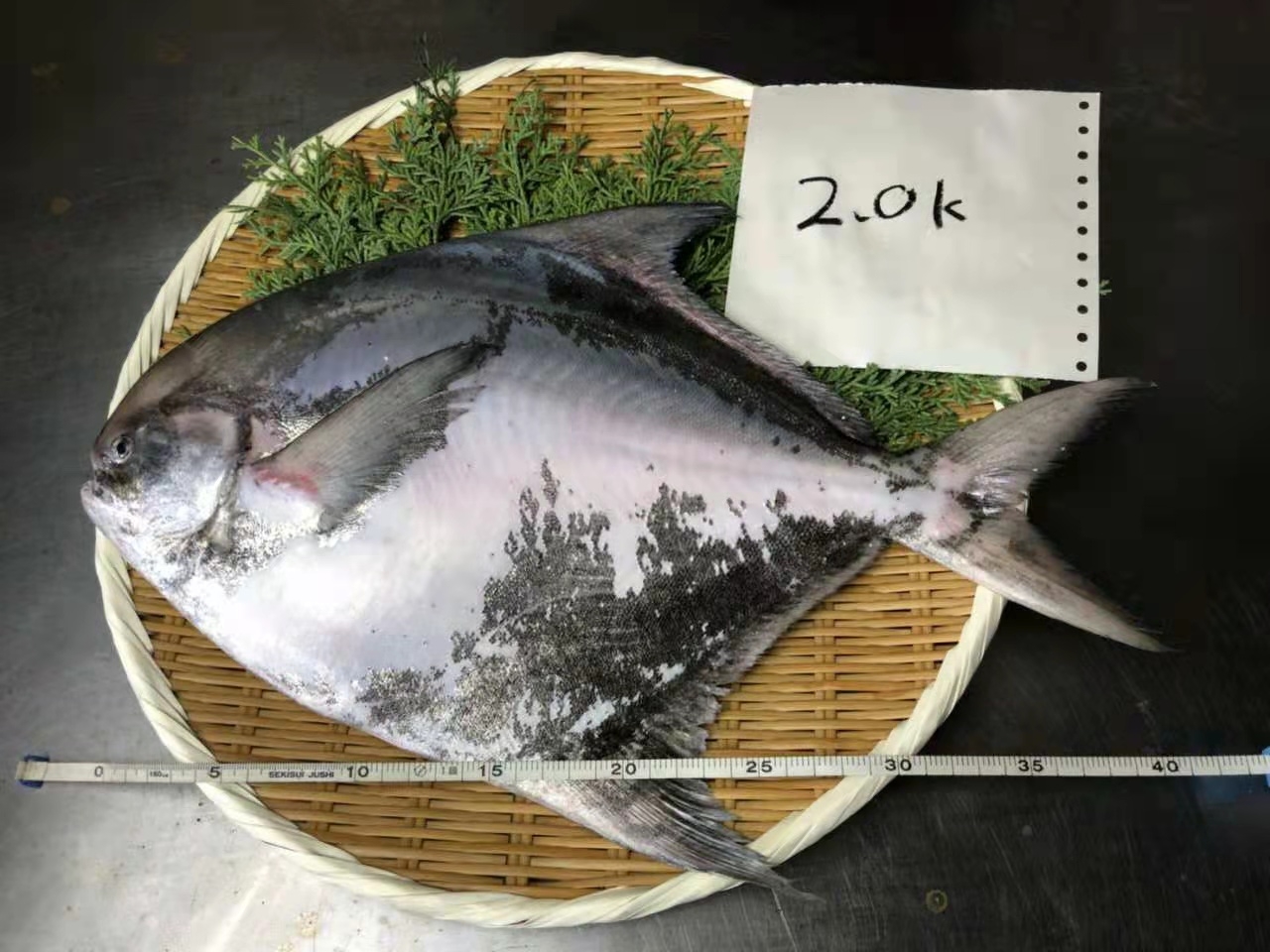 鲳魚